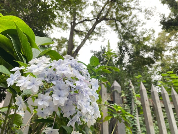 凌霄花冬季枝条是干的吗 凌霄花是用干花吗