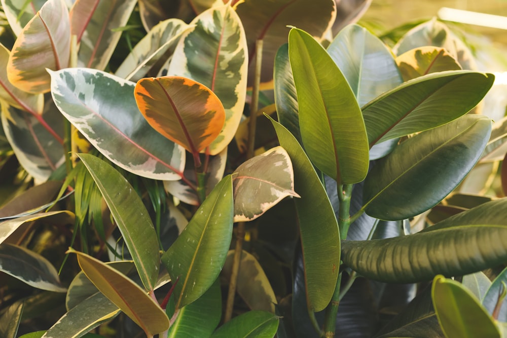 a close-up of some leaves