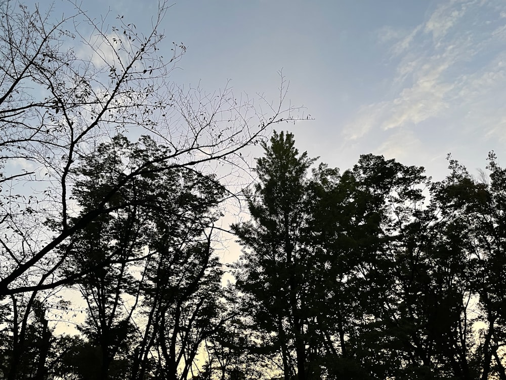 trees with blue sky and clouds