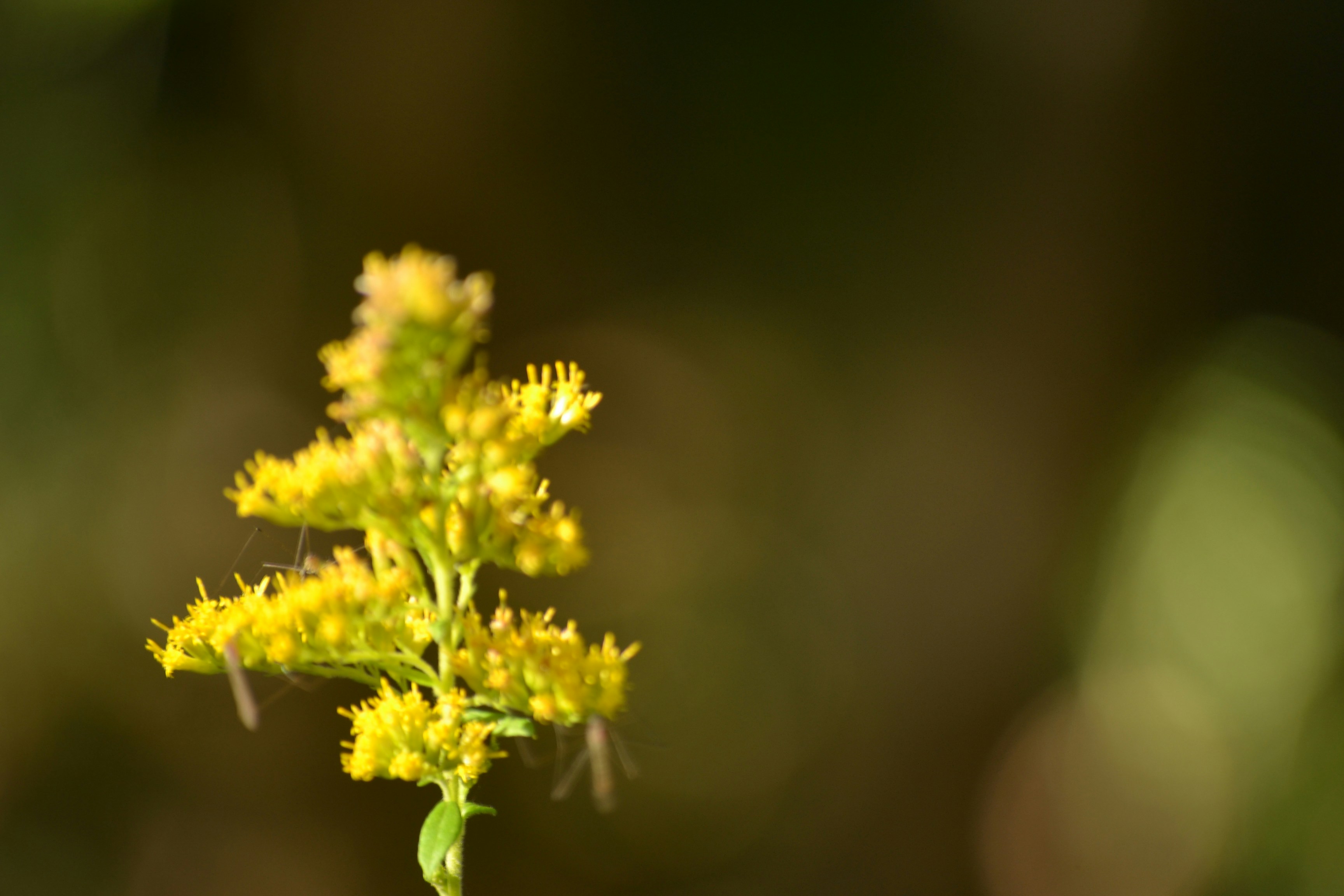 Nahaufnahme einer Pflanze