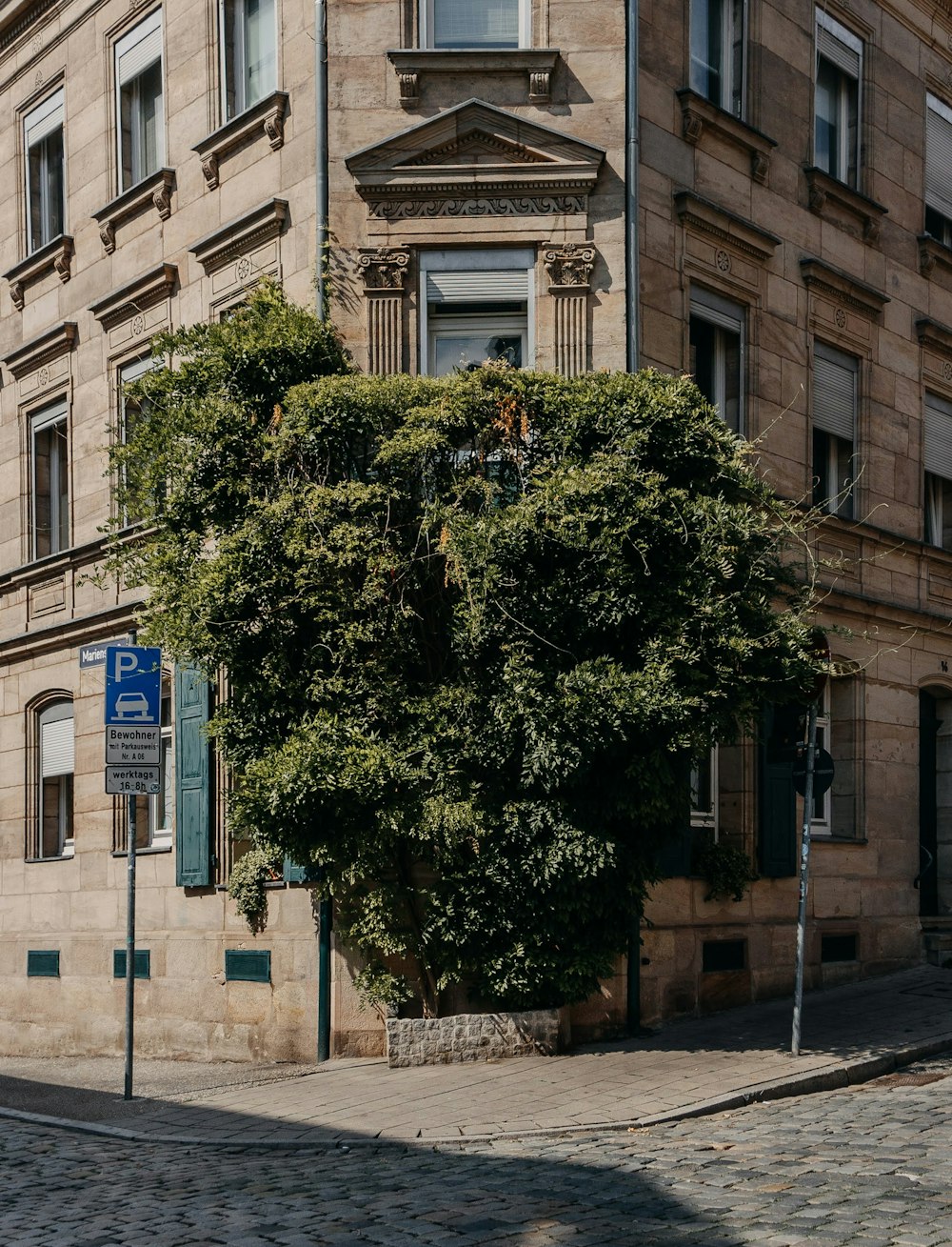 a tree in front of a building