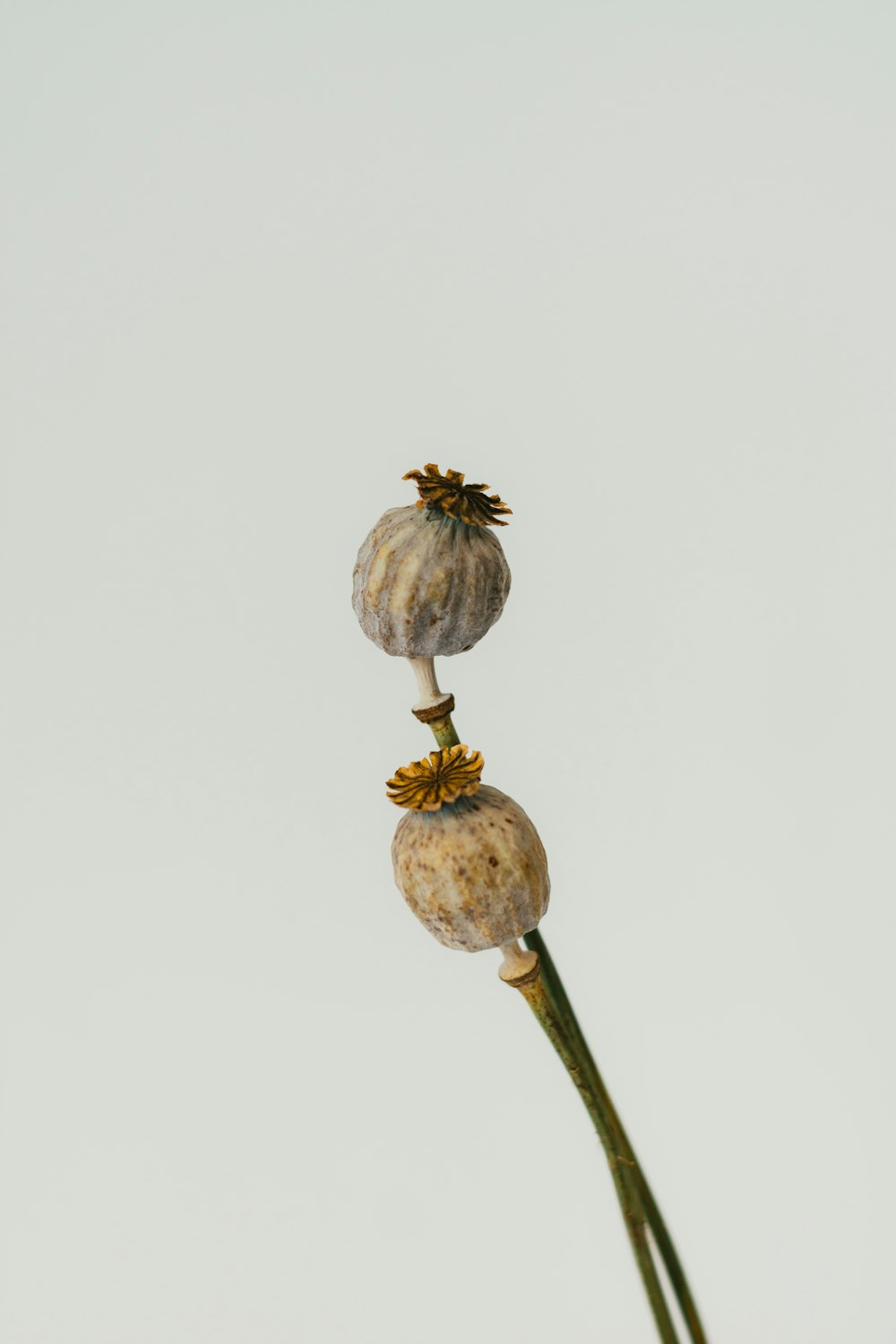 a few mushrooms growing on a stem