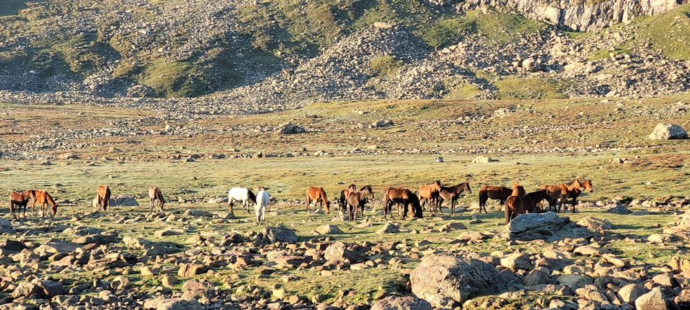 horses in a rocky field