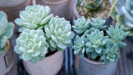 Multiple potted succulents with rosettes of fleshy, green leaves. The plants appear to be well-cared for, with healthy leaves featuring a slight sheen. The pots are simplistic, made of a neutral-toned ceramic material, placed closely together.