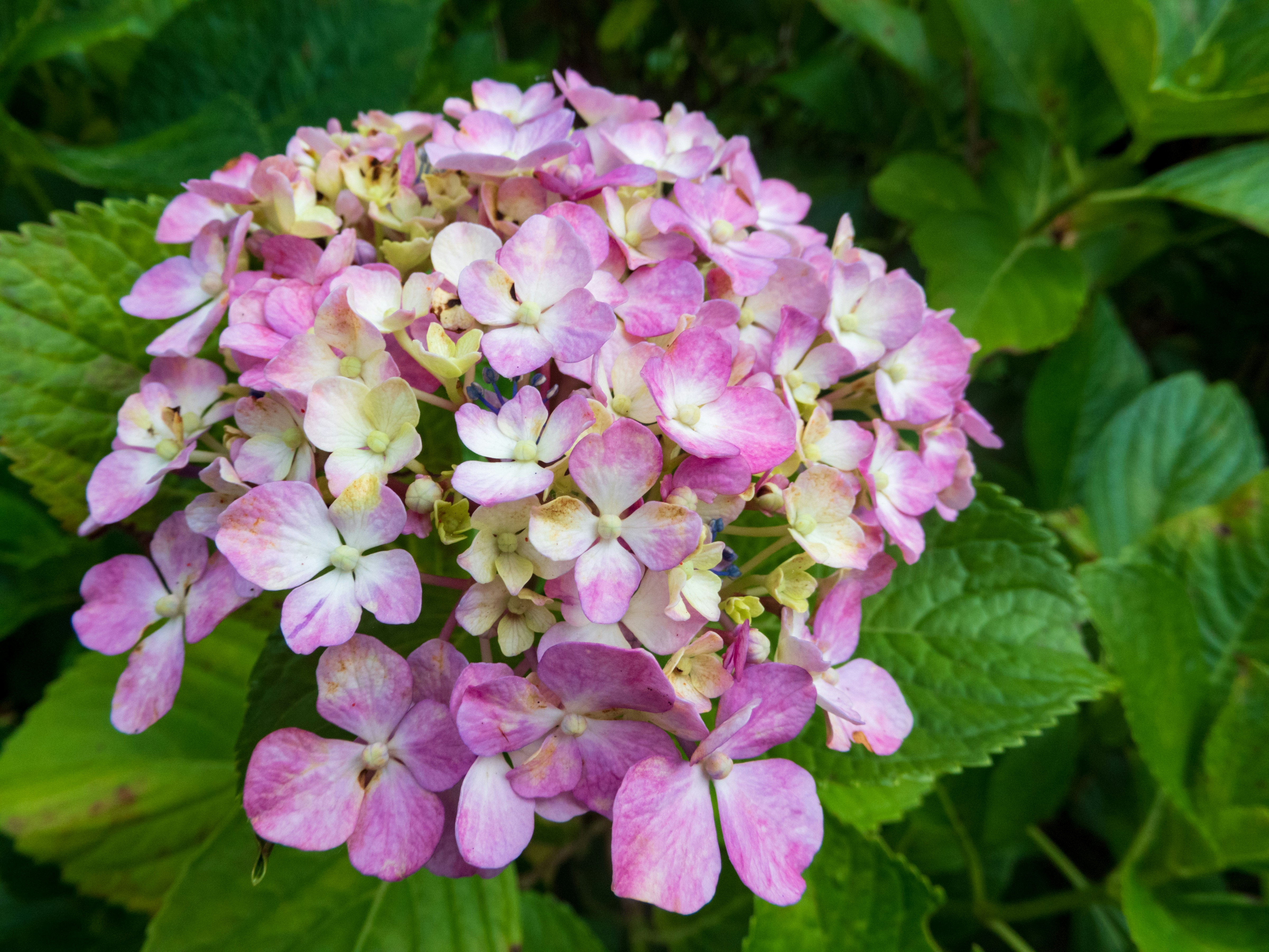 Photo by heppoko_yama