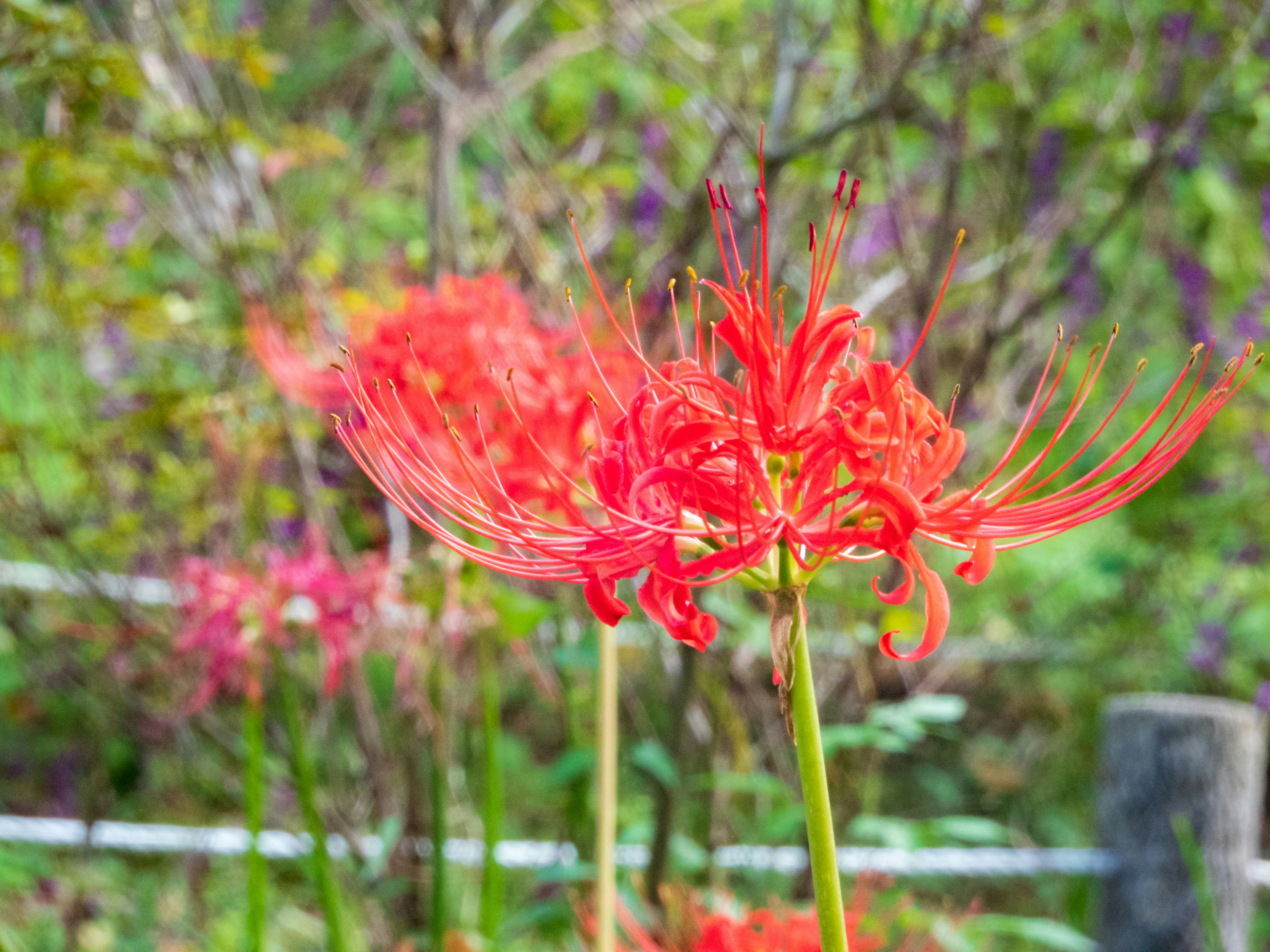 Photo by heppoko_yama