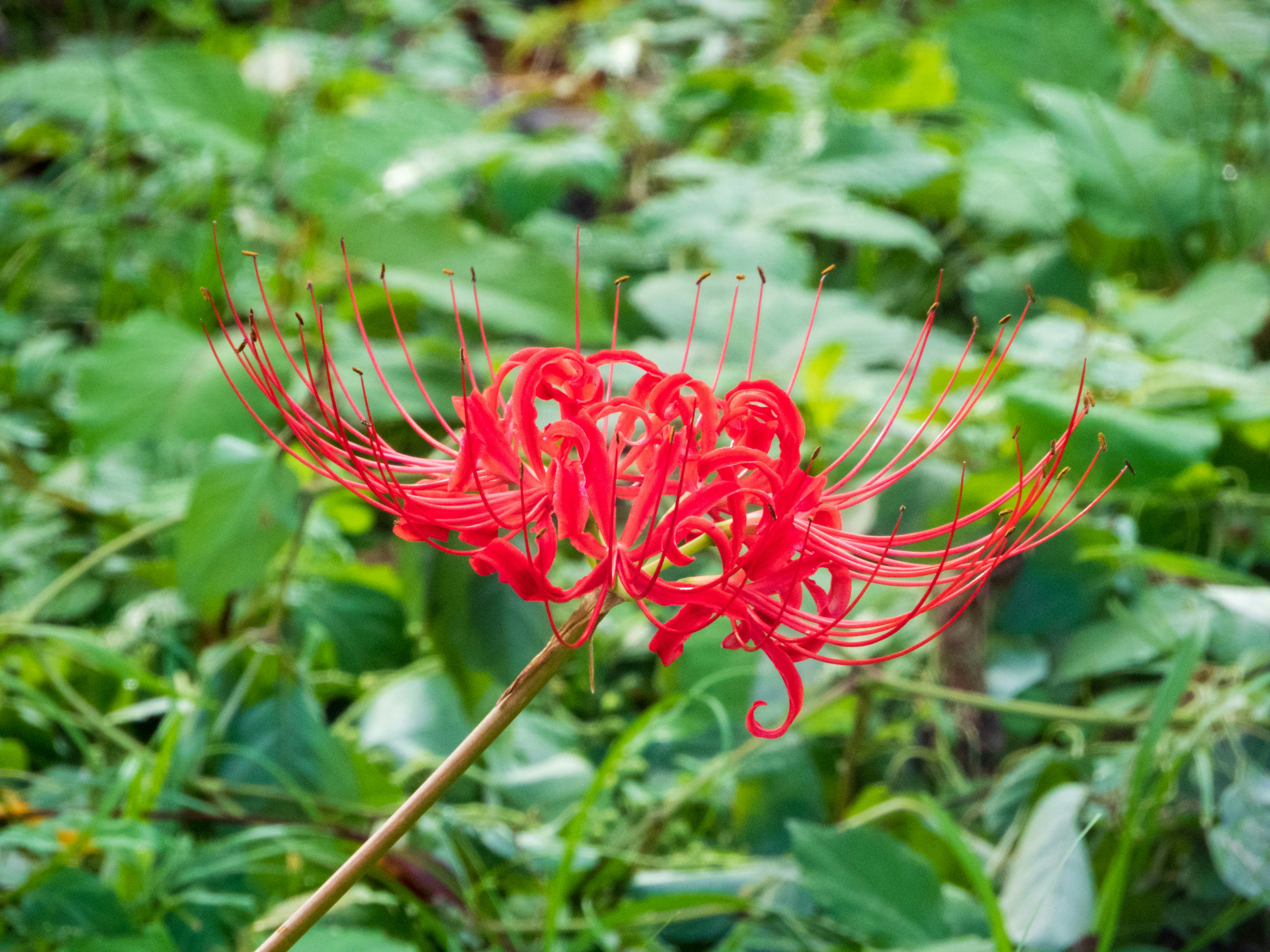 Photo by heppoko_yama