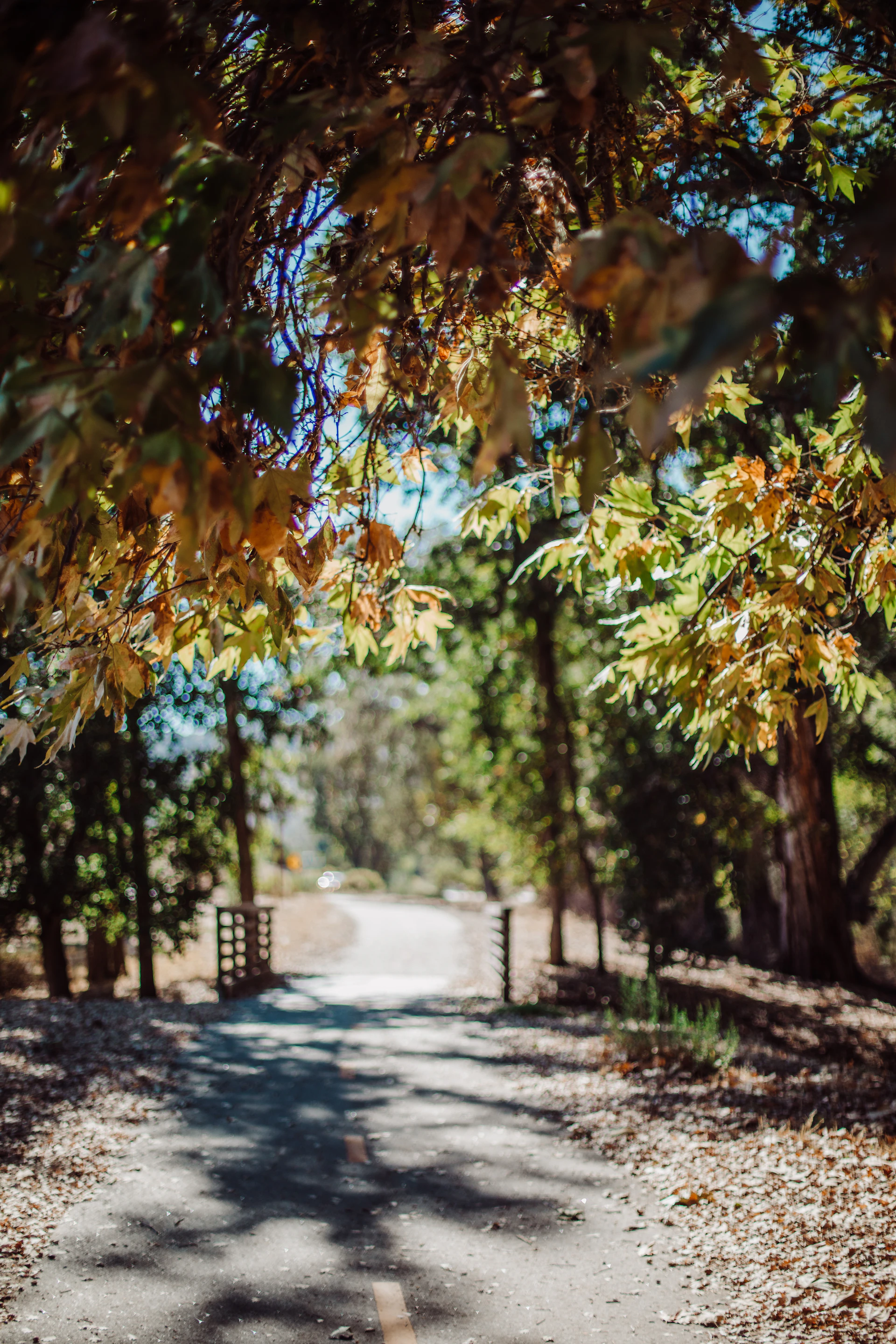 a road with trees on either side