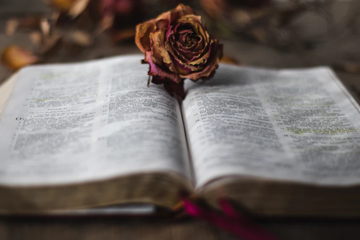 Rose resting on an open Bible