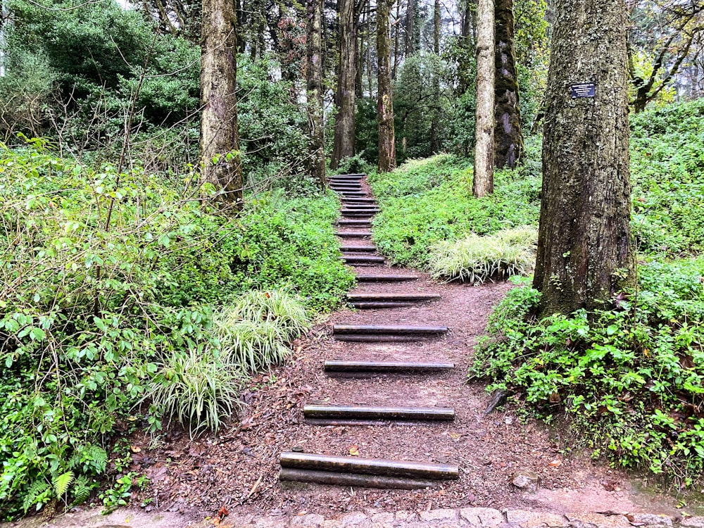 a stone path through a forest