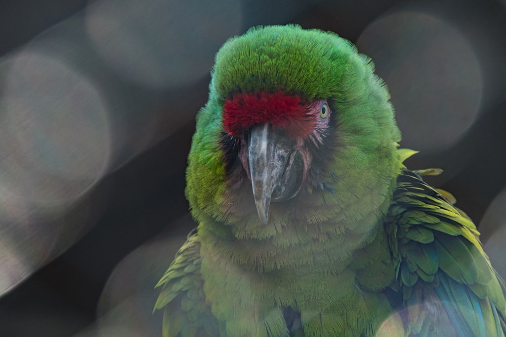 a parrot with its mouth open