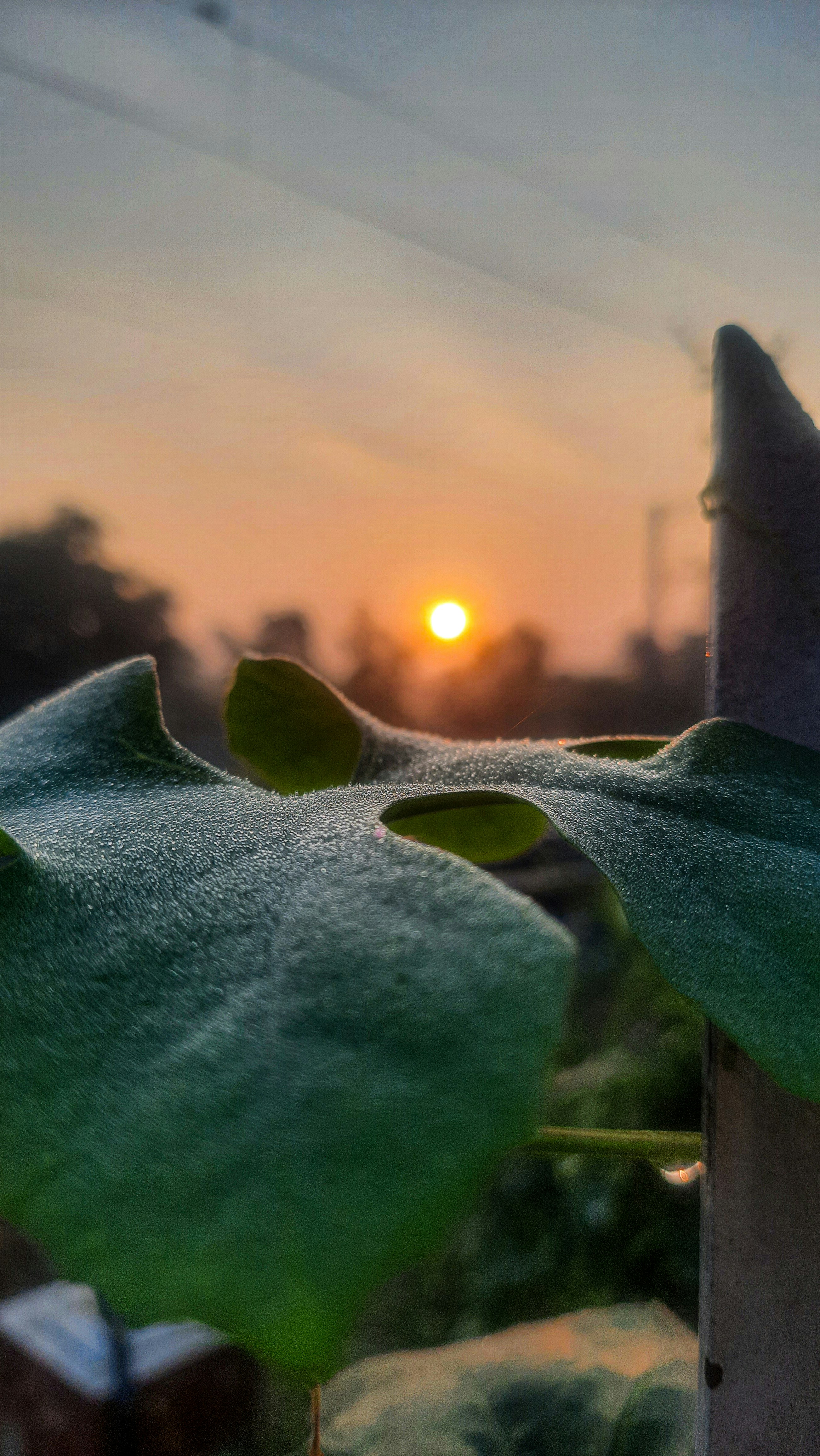 a plant with a sunset in the background