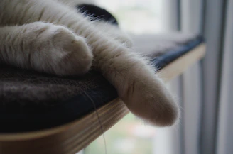An adorable animated cat paw print glowing softly on a fluffy gray background.
