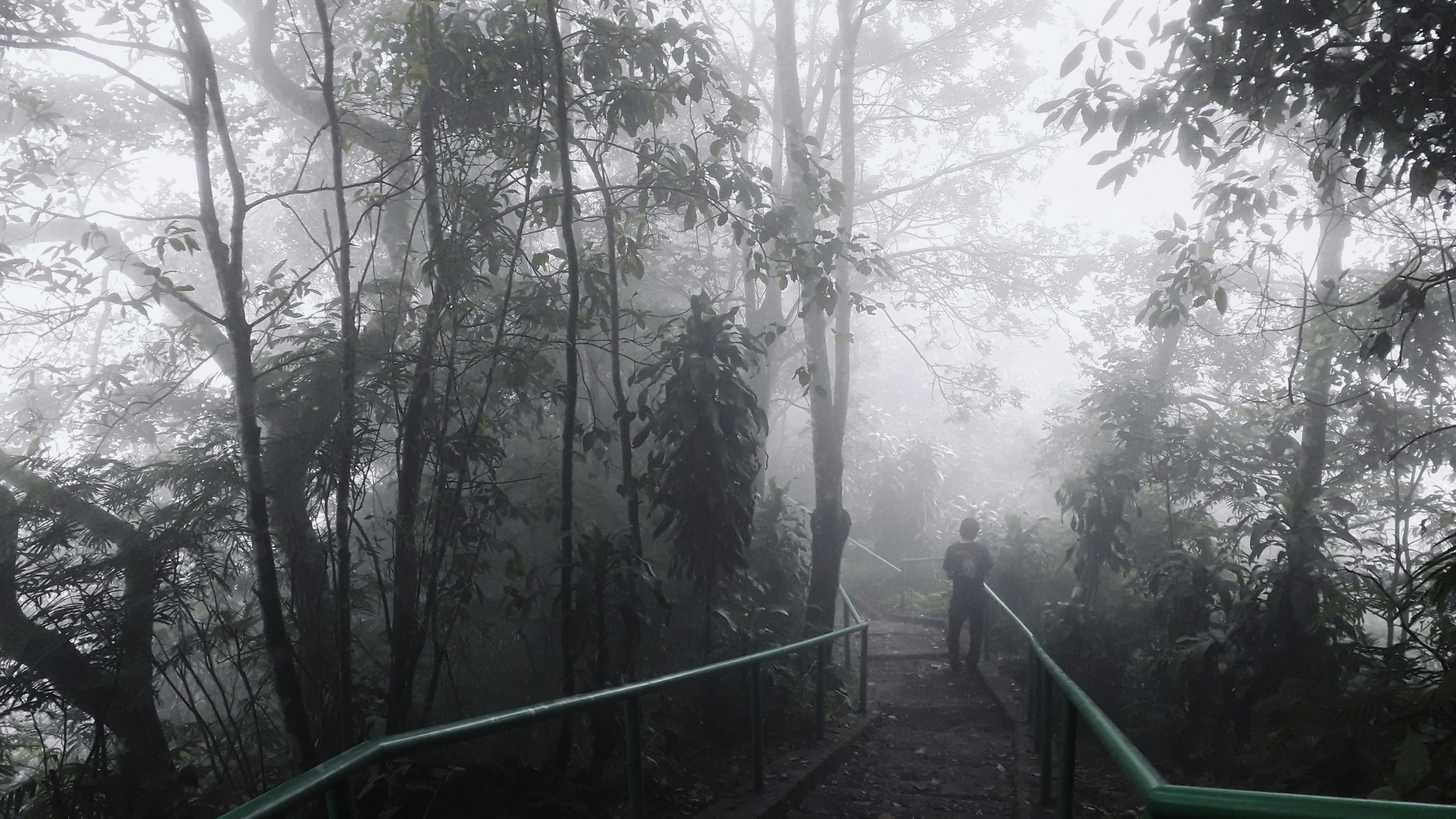 a person walking on a path in a forest, The Misty Forest Pt 1
