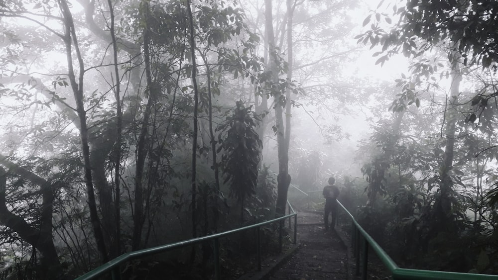 a person walking on a path in a forest