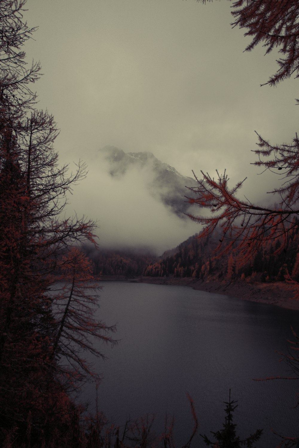 a body of water with trees around it