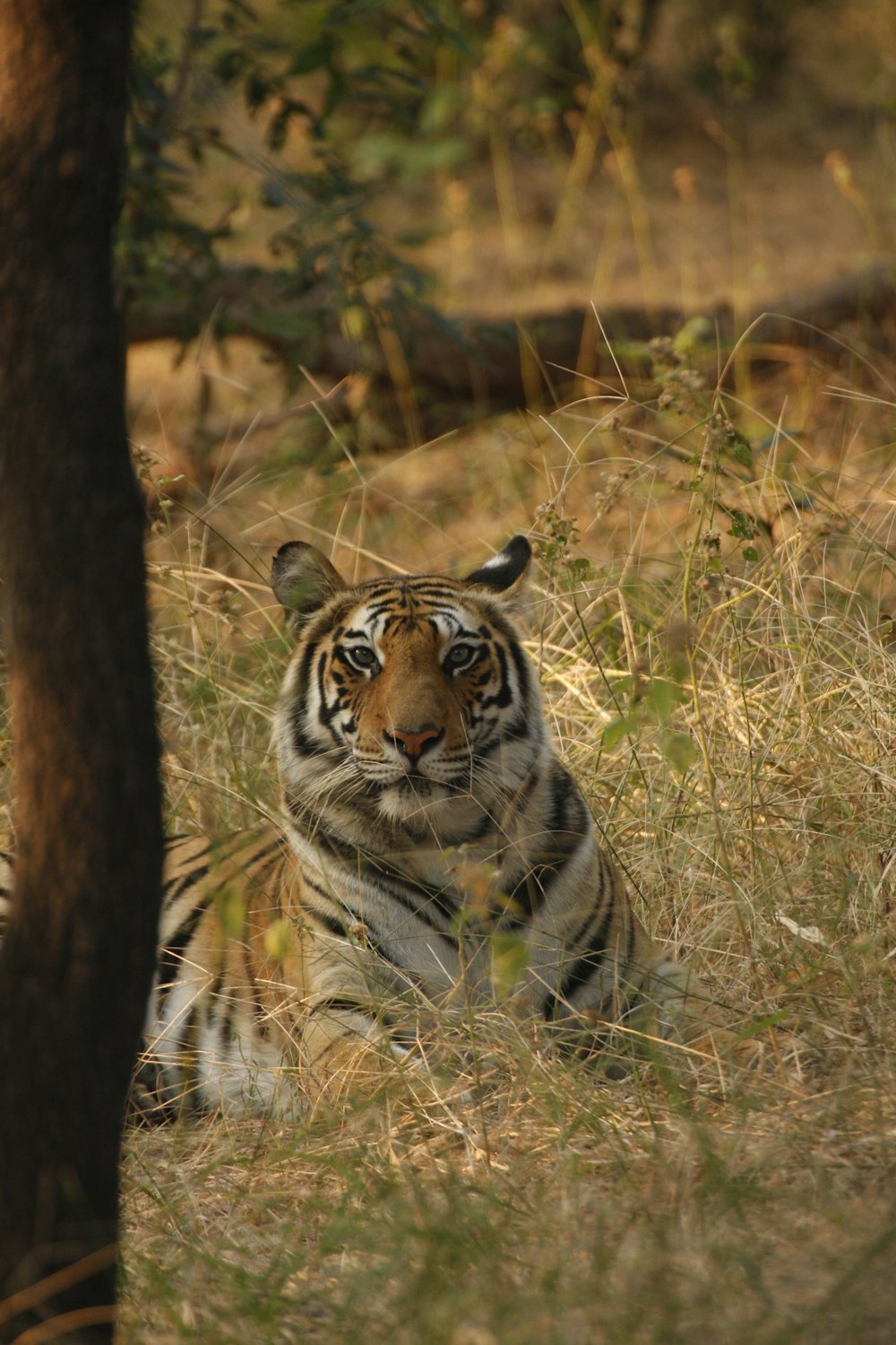 a tiger lying down in the grass