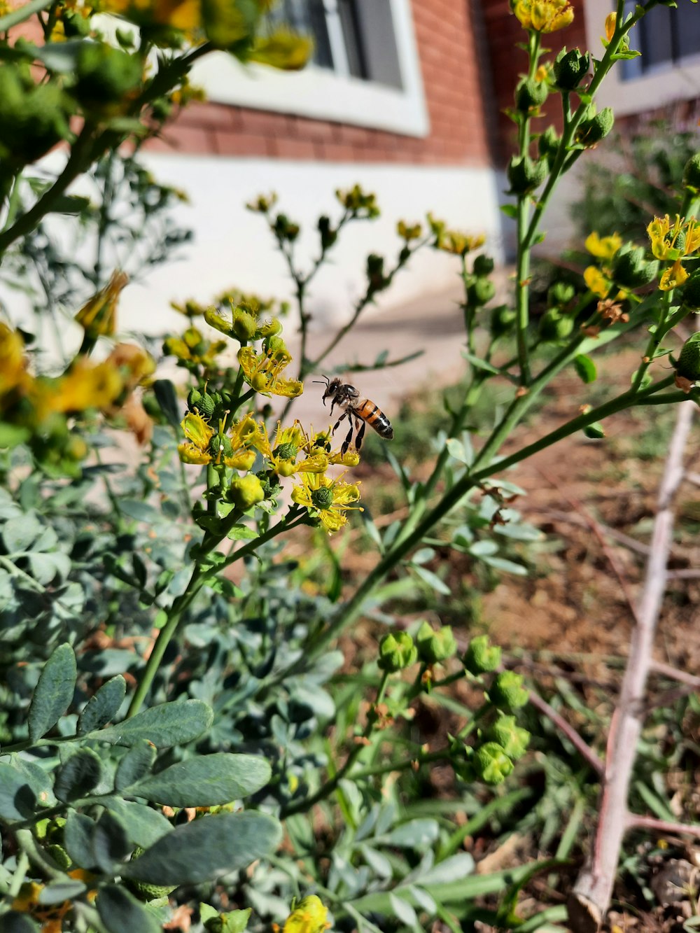 a bee on a flower