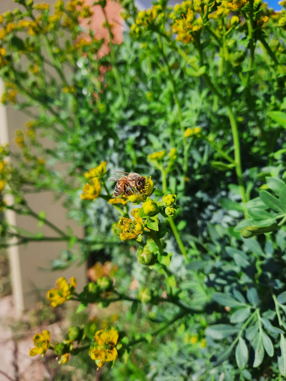 a butterfly on a flower