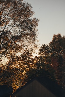 a house with trees around it