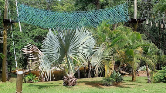 A tropical outdoor scene featuring a large, fan-like palm plant in the center surrounded by lush green foliage. Above, a turquoise rope bridge is suspended between wooden platforms, adding an adventurous element. The scene is set against a backdrop of dense, green forest.