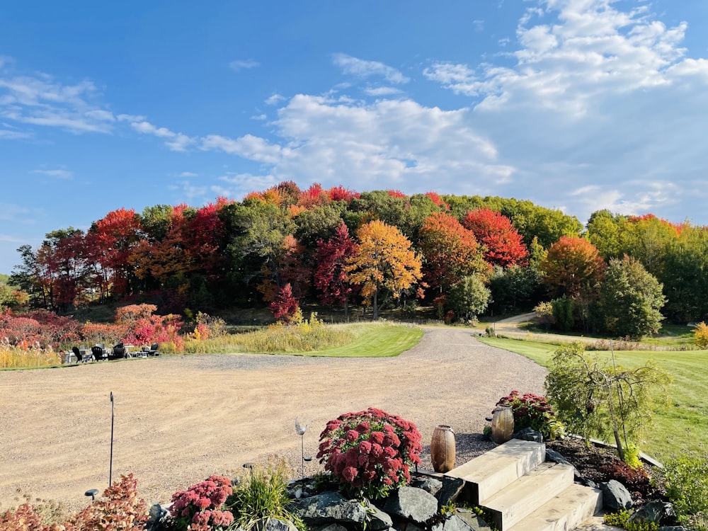 a garden with trees and bushes