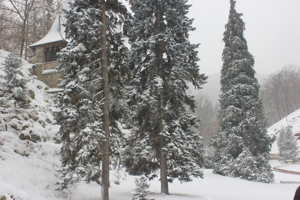 a snowy forest with trees