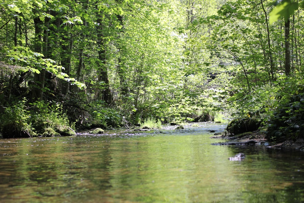 a river with trees on the side