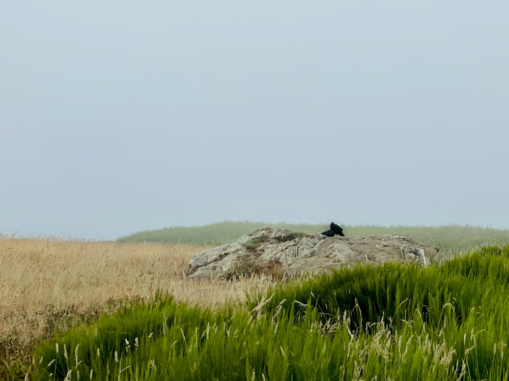 a grassy field with a rock structure in the middle