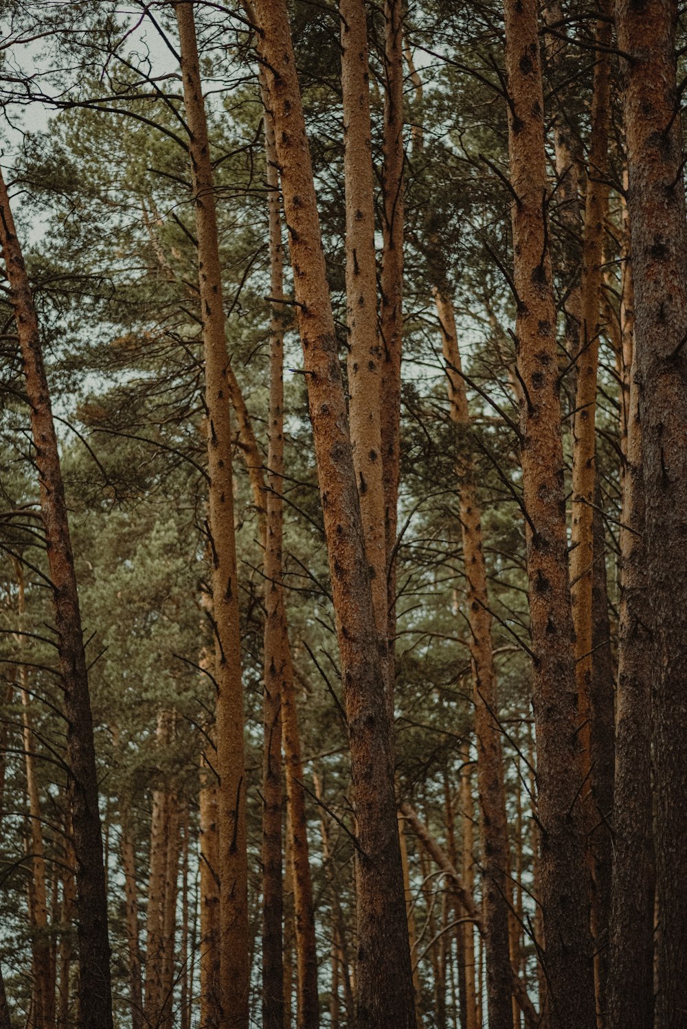 a group of trees