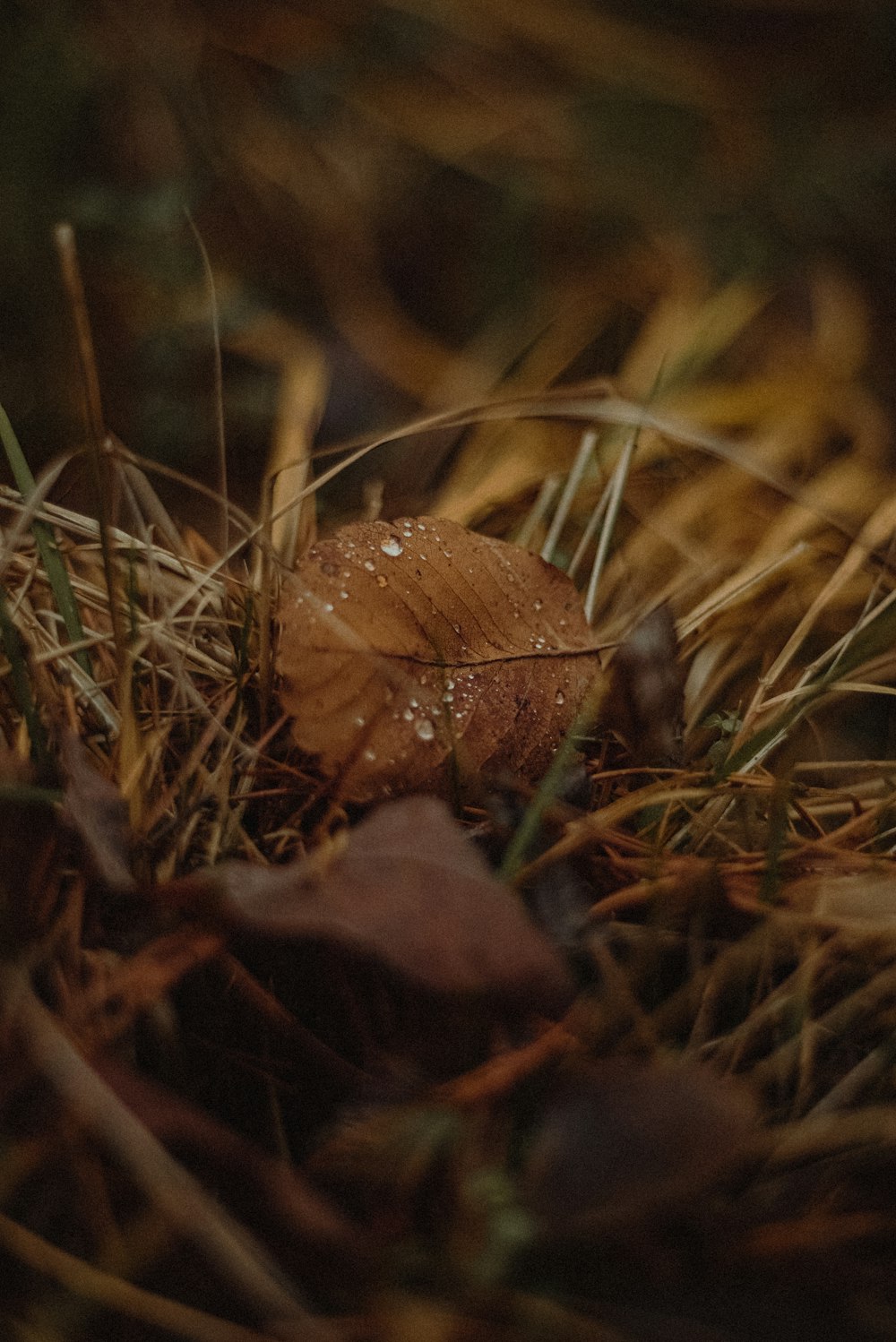 a close up of a leaf