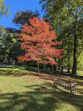 a bench in a park