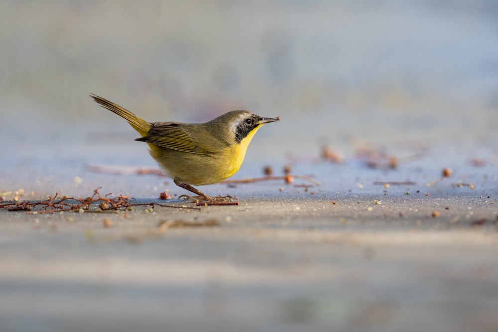 a small yellow bird walks on the sand