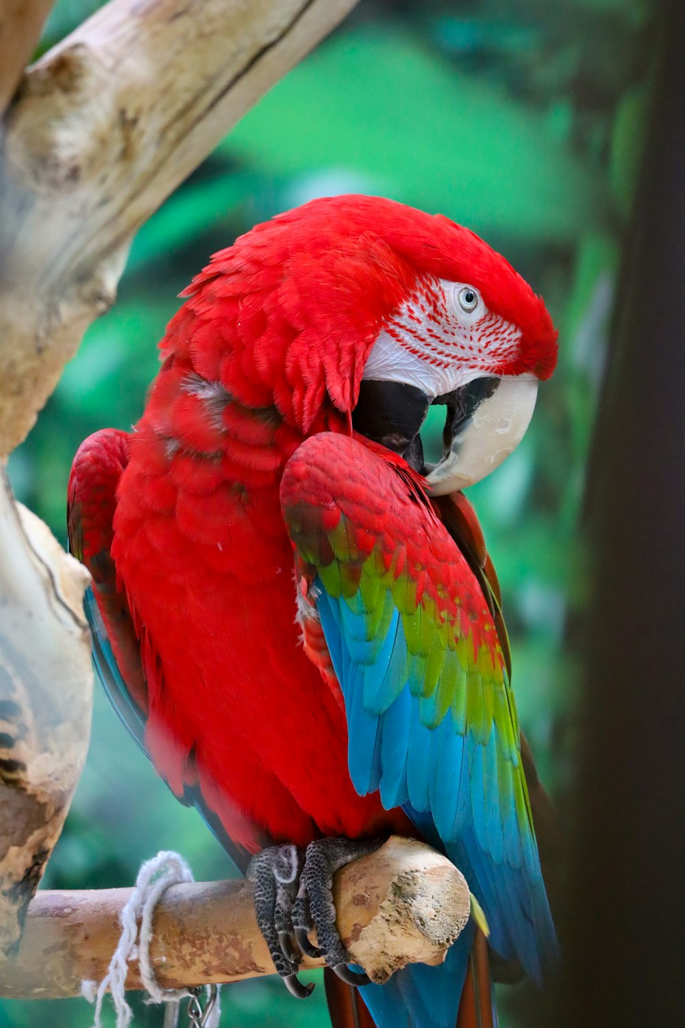 Un uccello colorato su un ramo