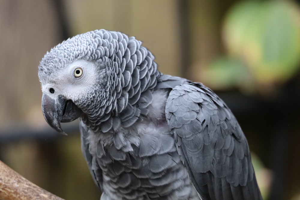 un uccello con un grande becco