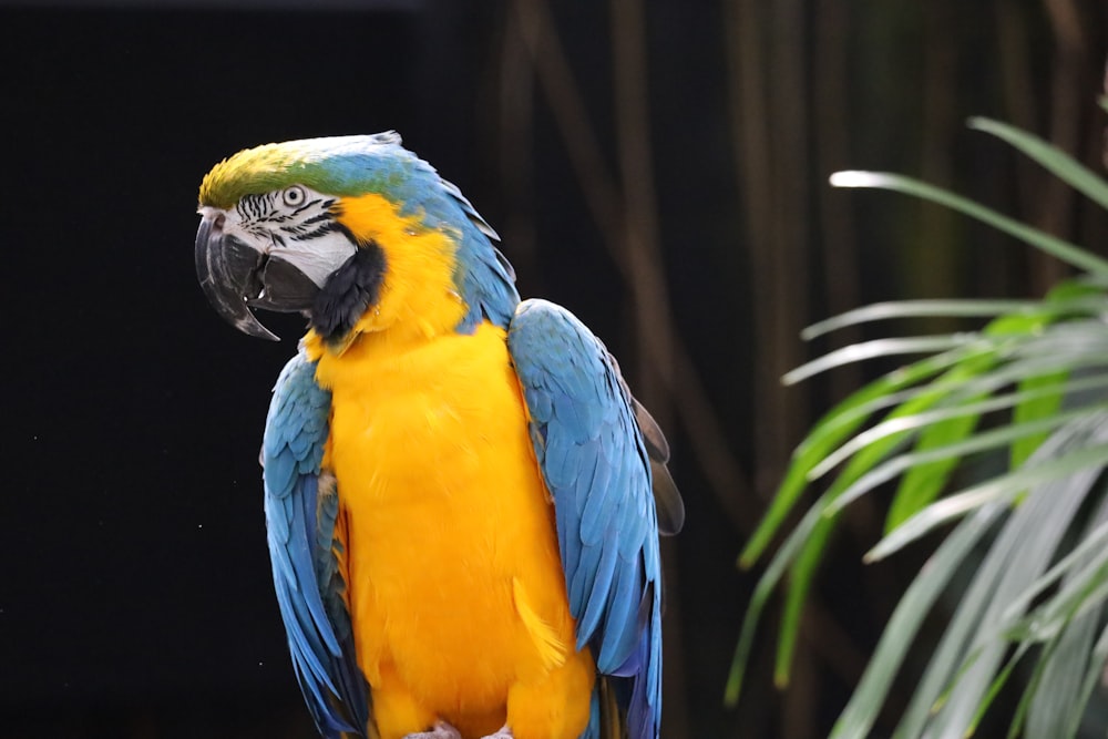 a colorful bird with a black beak