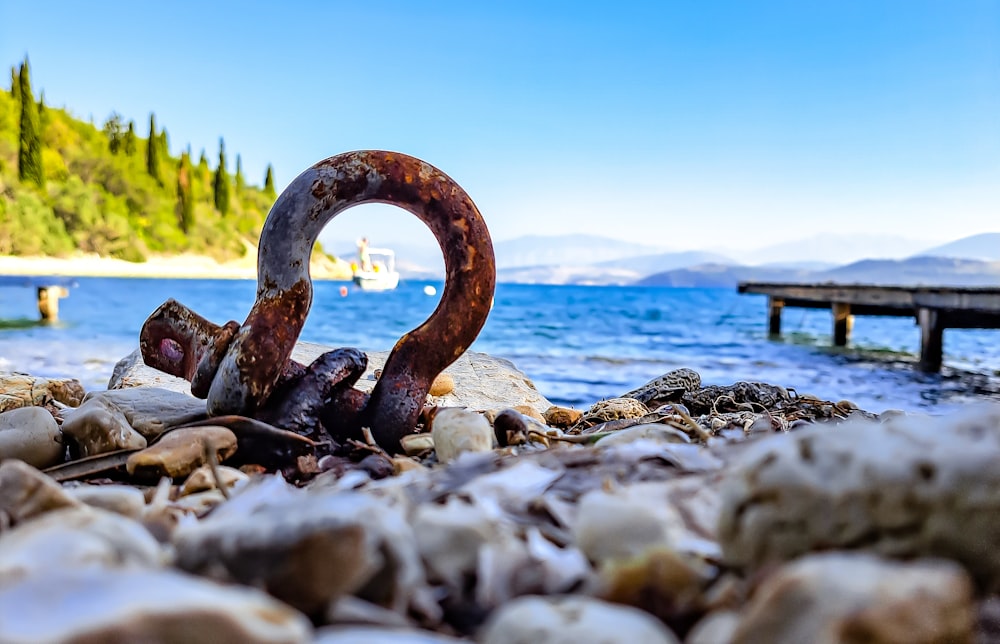 a snake on a rocky beach