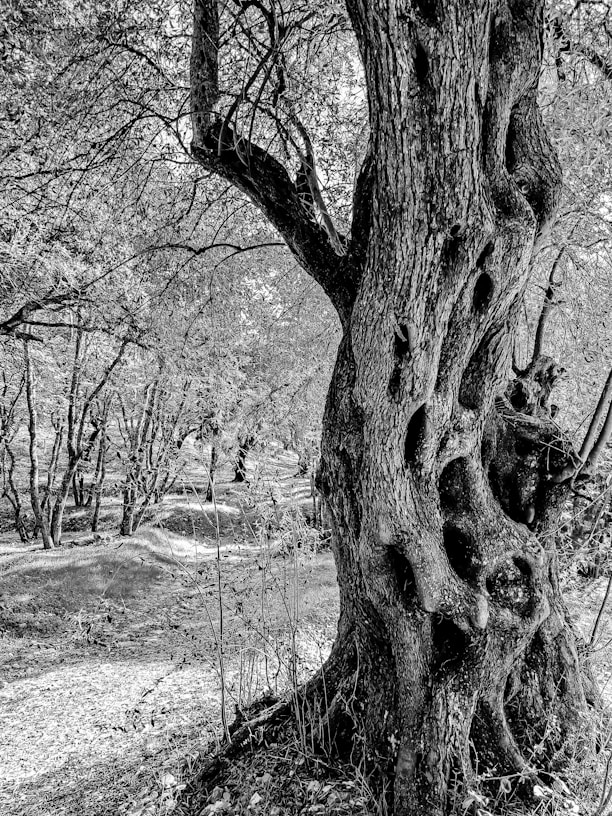 a tree with a large trunk