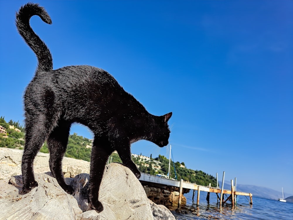 a black cat on a rock
