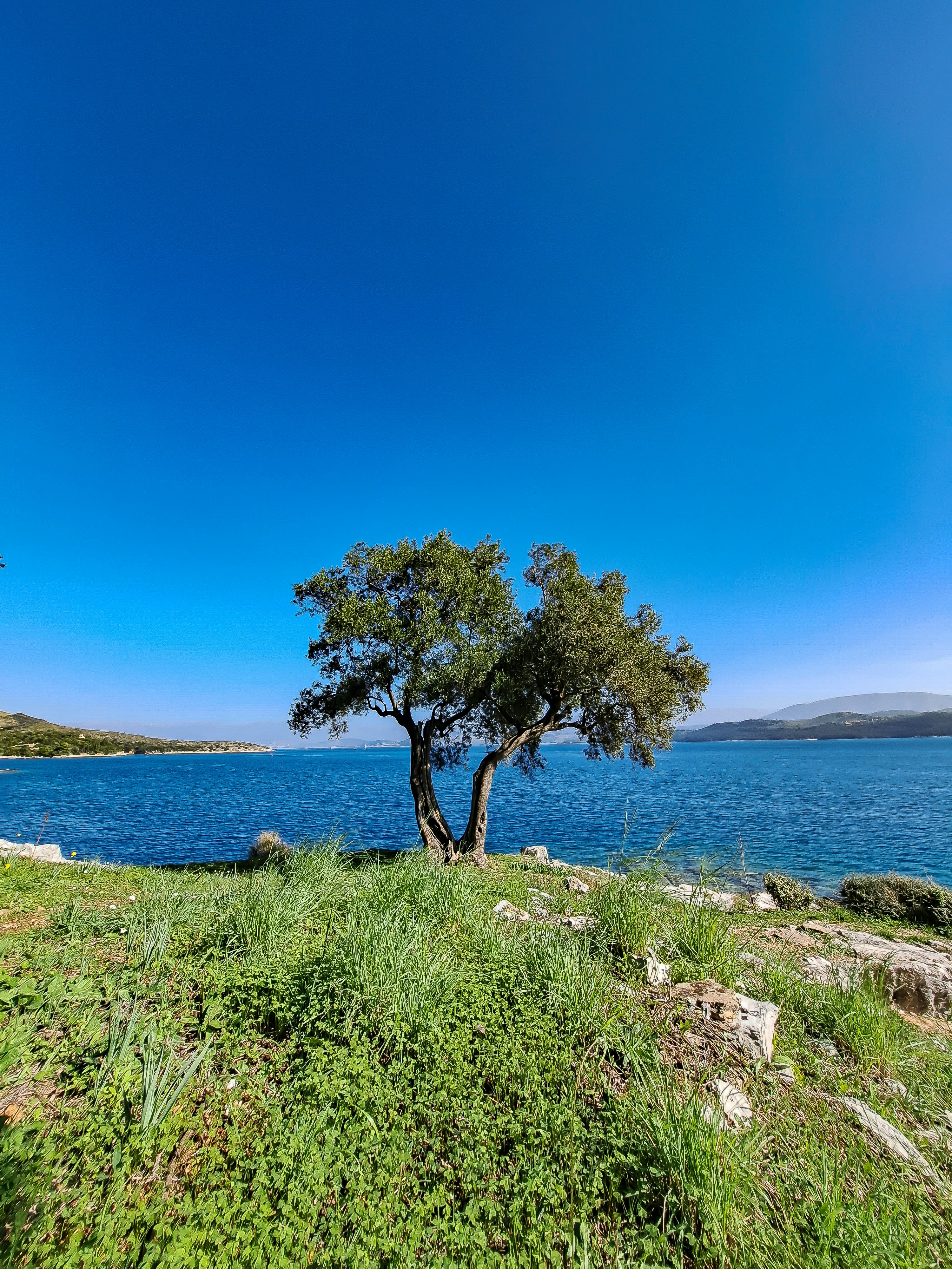 a tree on a hill by the water