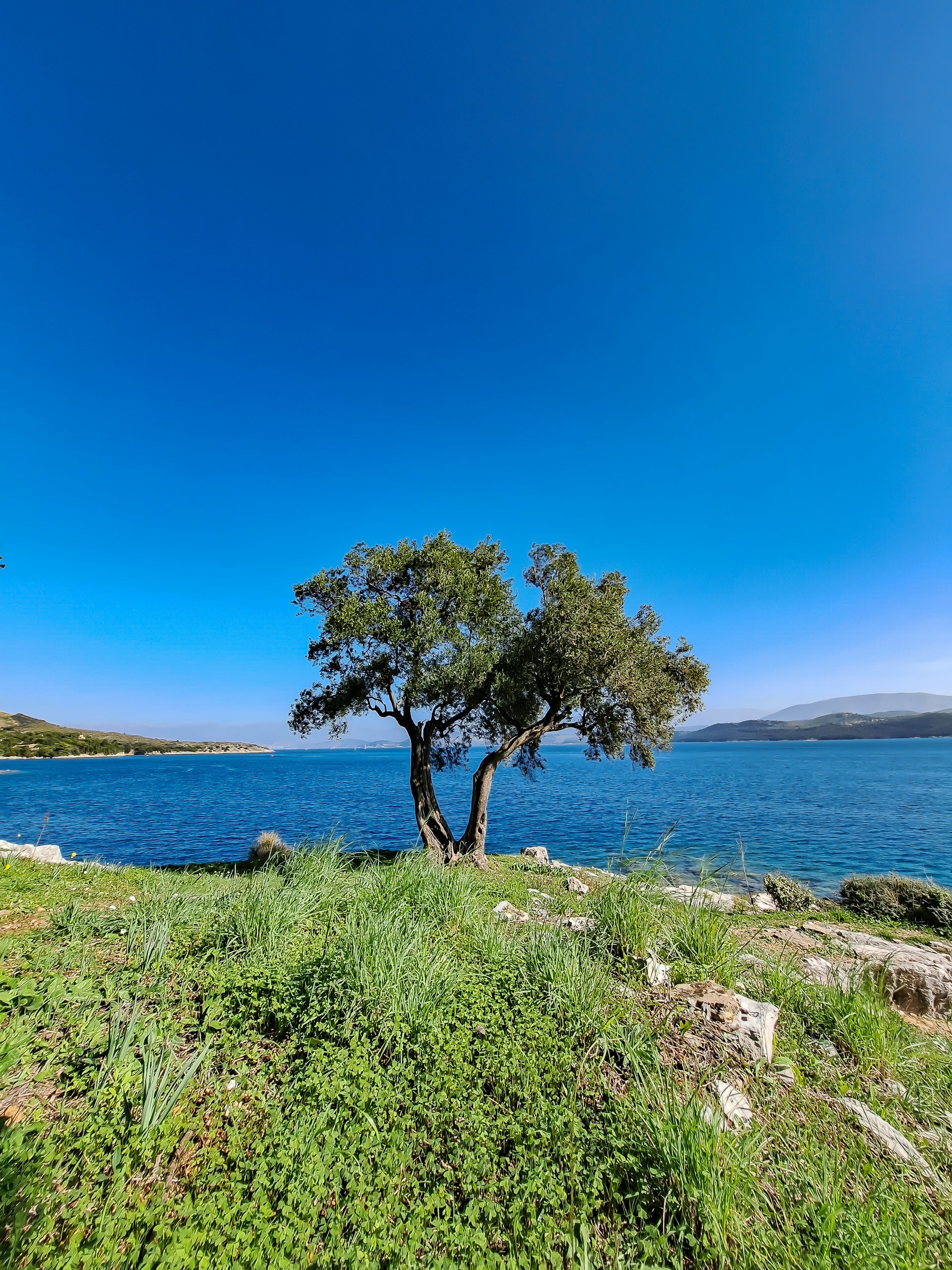 a tree on a hill by the water