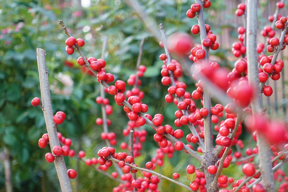 a close-up of some berries