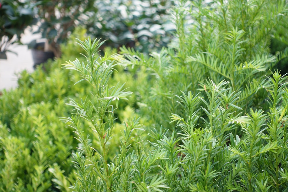 close-up of a green plant