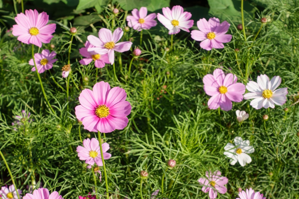 a group of flowers