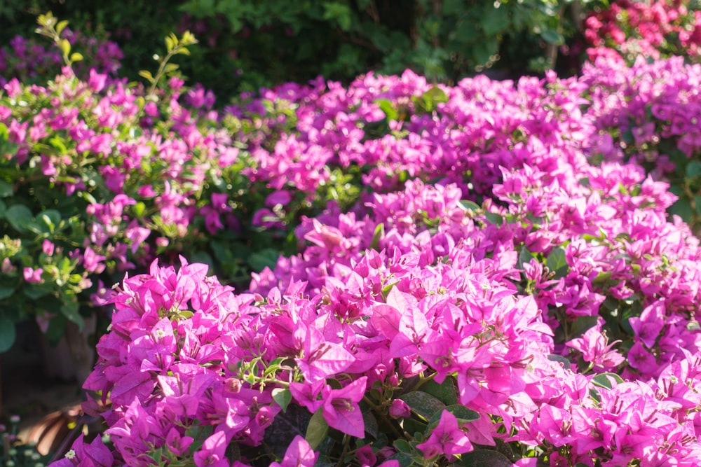 a group of purple flowers