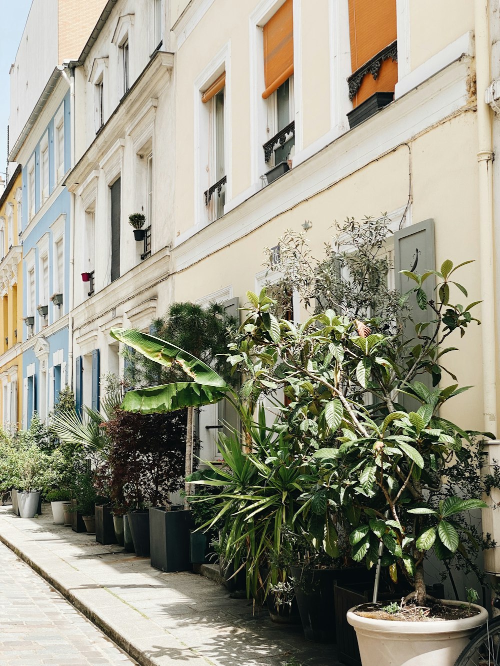 a row of potted plants