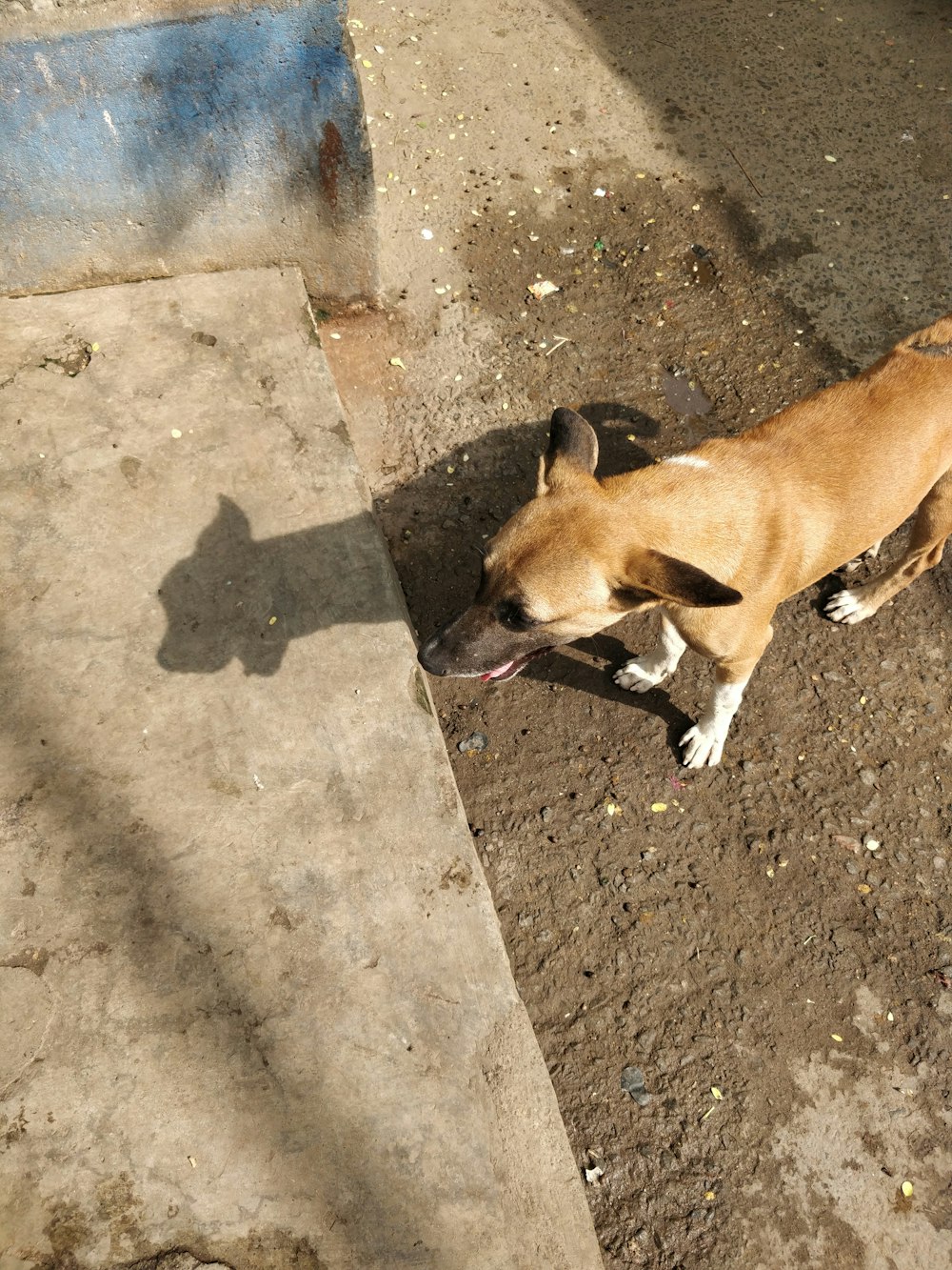 a dog lying on the ground