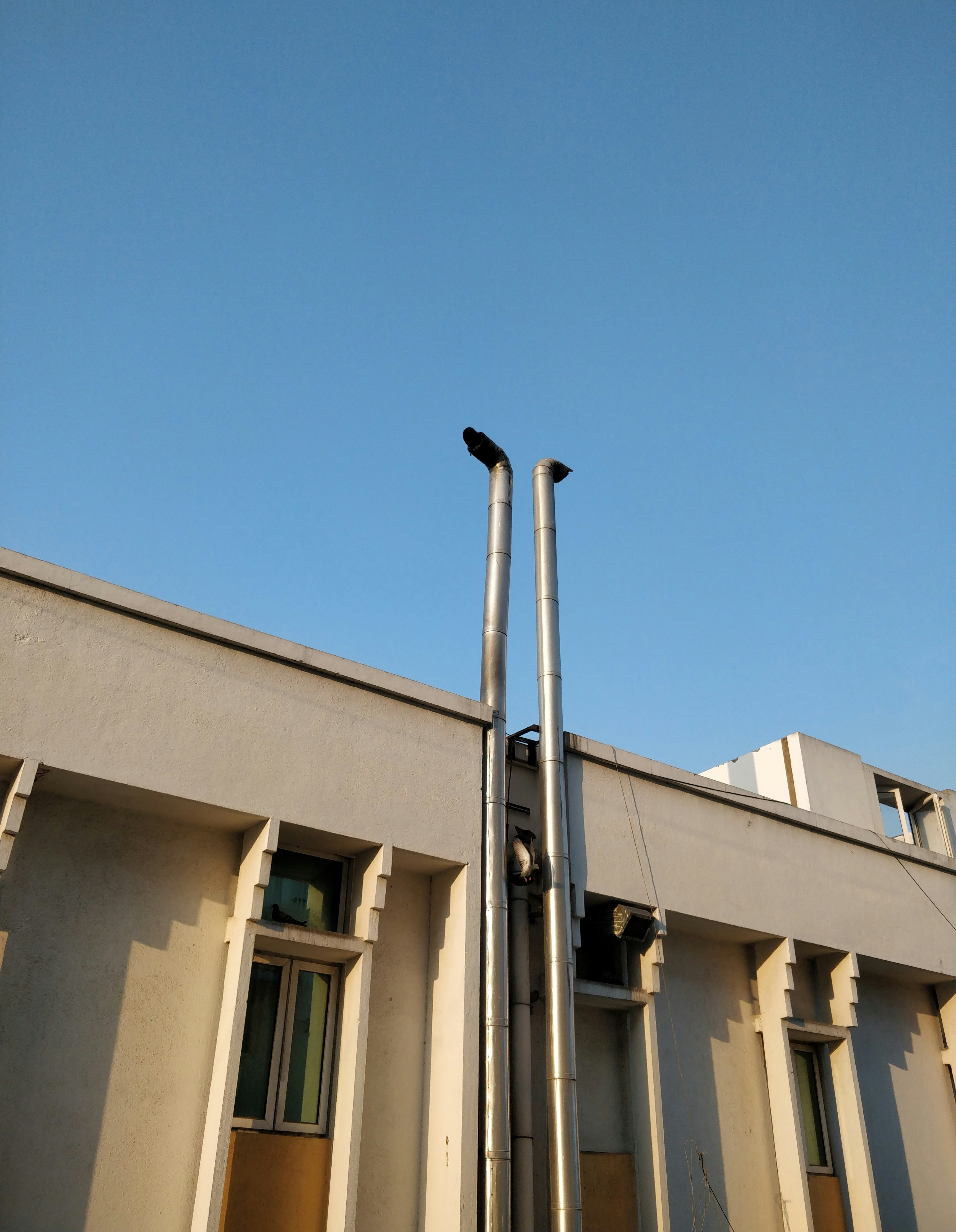 a bird on a pole
