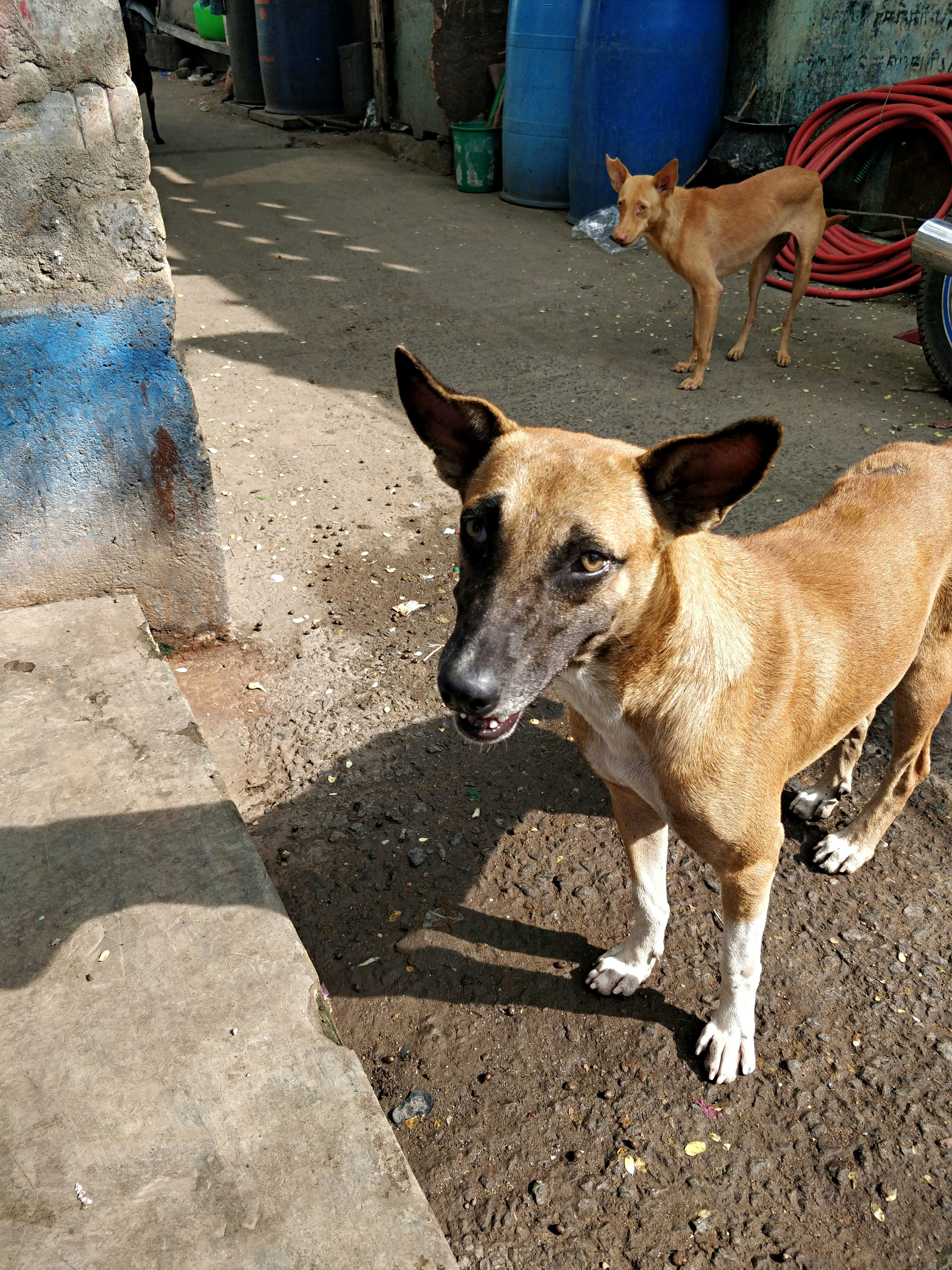 Imagens de Animais Na Rua | Baixe imagens gratuitas na Unsplash