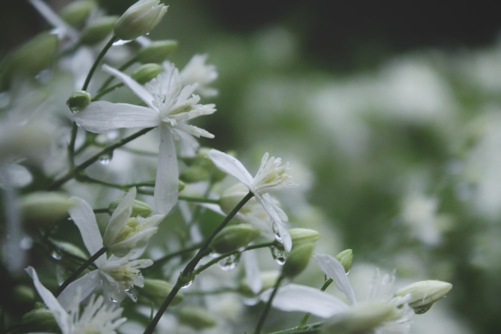 close up of white flowers